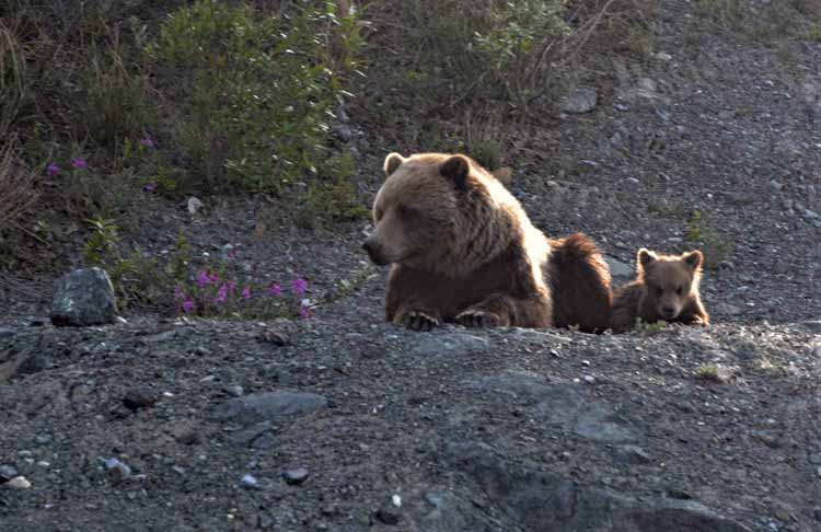 grizzly and cub
